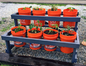 A 2-tiered gray wood frame made of 1x2 lumber holding  four 5-gal orange buckets on the lower tier and 4 on the upper which sit on 1x2 boards in the bottom of the frames