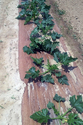 Brown paper mulch beneath green vegetable plants in a garden row